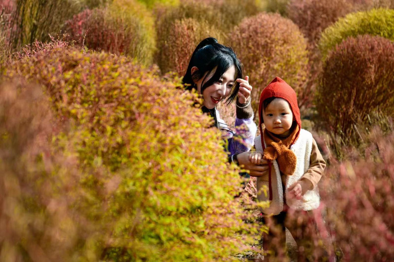 曲阳公园的地肤吸引了很多市民打卡。劳动报记者颜筱依 摄影