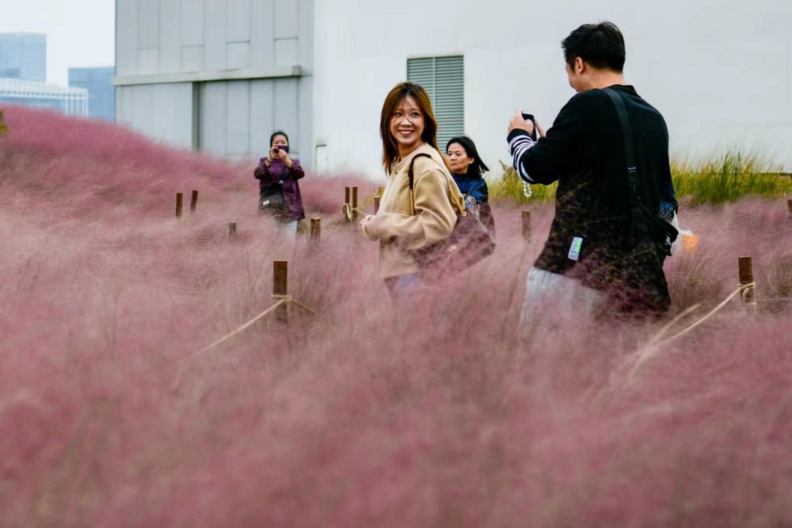 徐汇滨江油罐艺术中心的粉黛乱子草开得正美。劳动报记者颜筱依 摄影