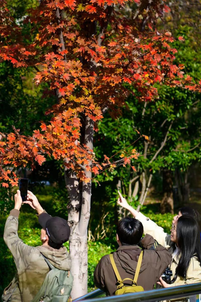 大家纷纷掏出相机，记录霜天红叶。劳动报记者颜筱依 摄影