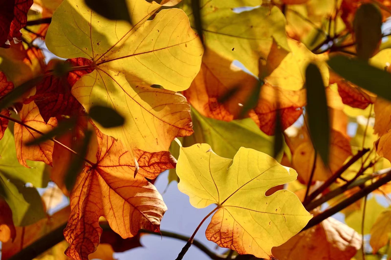 阳光透过树叶洒下来，格外唯美。劳动报记者贡俊祺 摄影