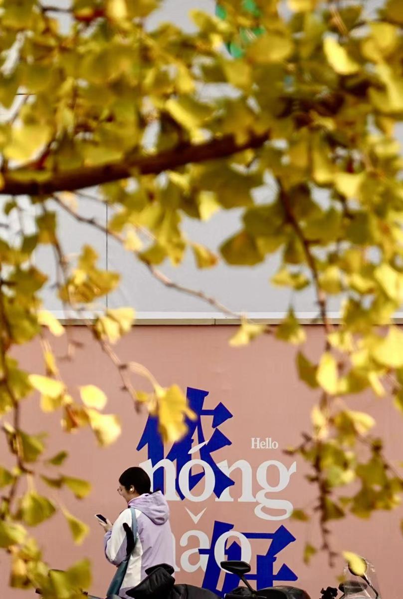 静安寺的银杏树连绵一片。劳动报记者贡俊祺 摄影