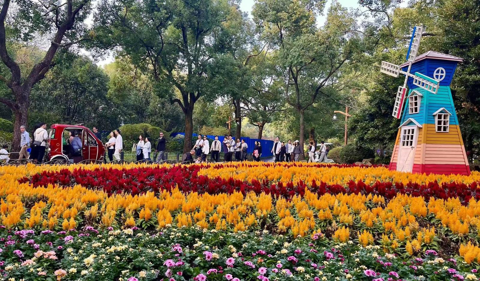 共青森林公园是著名的赏秋圣地，这里的菊花开得正好。劳动报记者贡俊祺 摄影