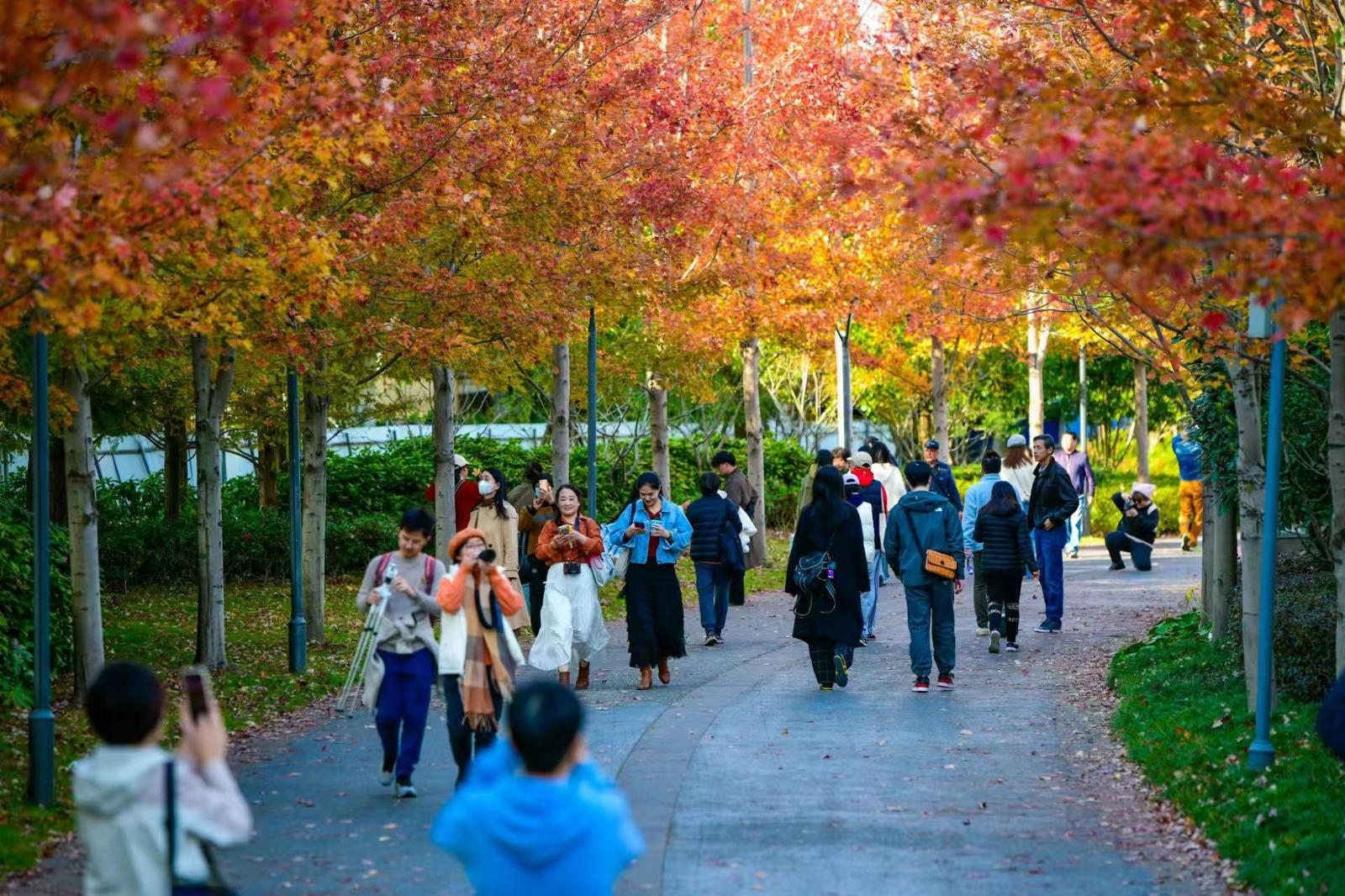 在半马苏河公园漫步，收获五颜六色的秋天。劳动报记者颜筱依 摄影