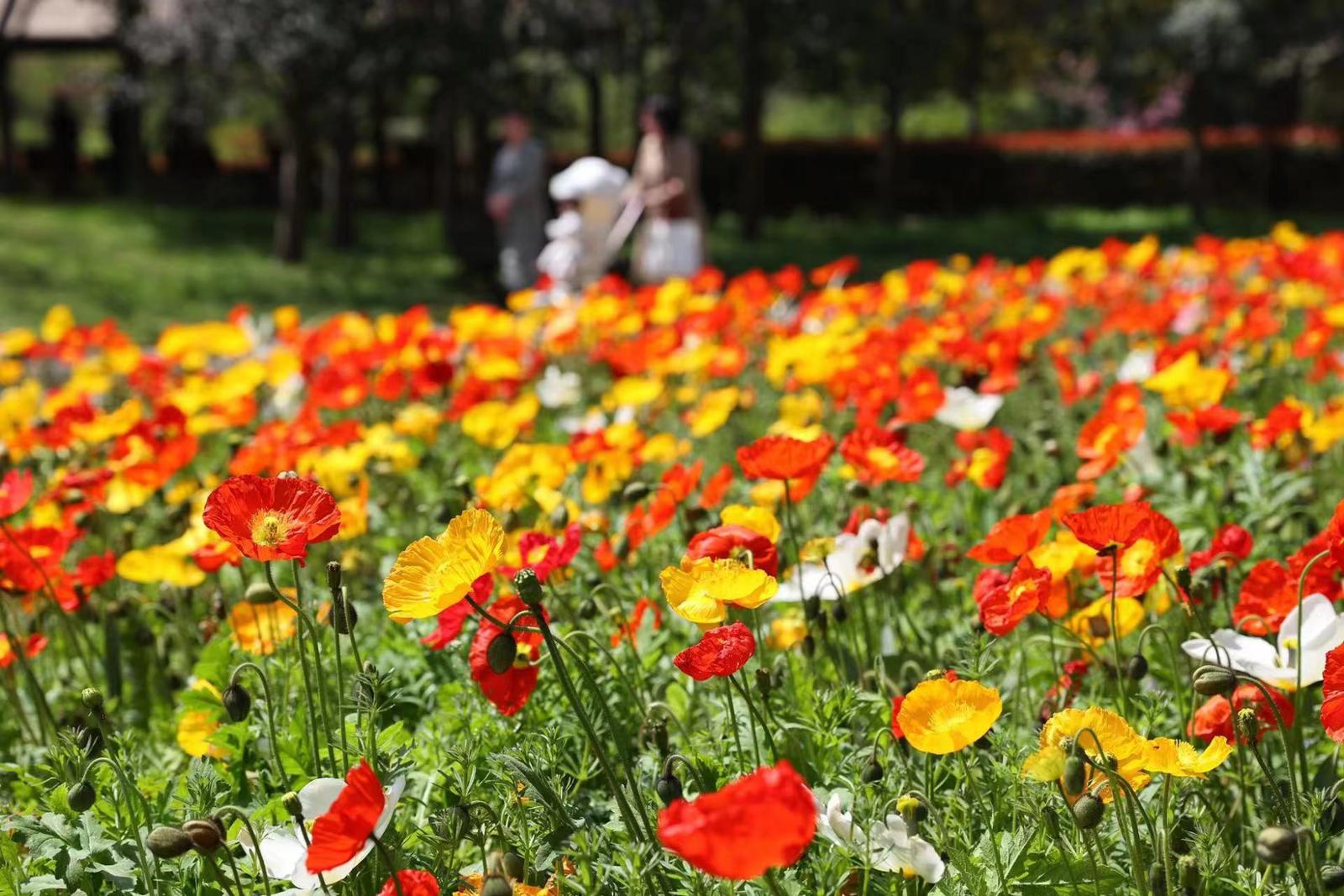 广大市民森林百花盛宴开席莫奈花园不可错过